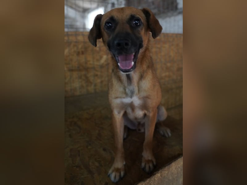 OLLI, lustiges Kerlchen, 1,5 Jahre, 36 cm, Mischling, Pflegestelle Köln, Tierschutz Rumänien