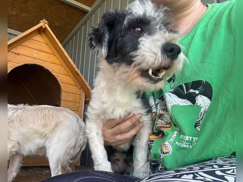♥OREO♥ ab 29. Aug auf Pflegestelle bei Köln-süßer, total freundlicher und aufgeschlossener Rüde 28cm