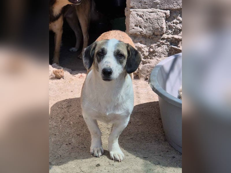⭐️BROOKE⭐️, Hündin, 2 Jahre, 35 cm, Mischling, Tierschutz Rumänien