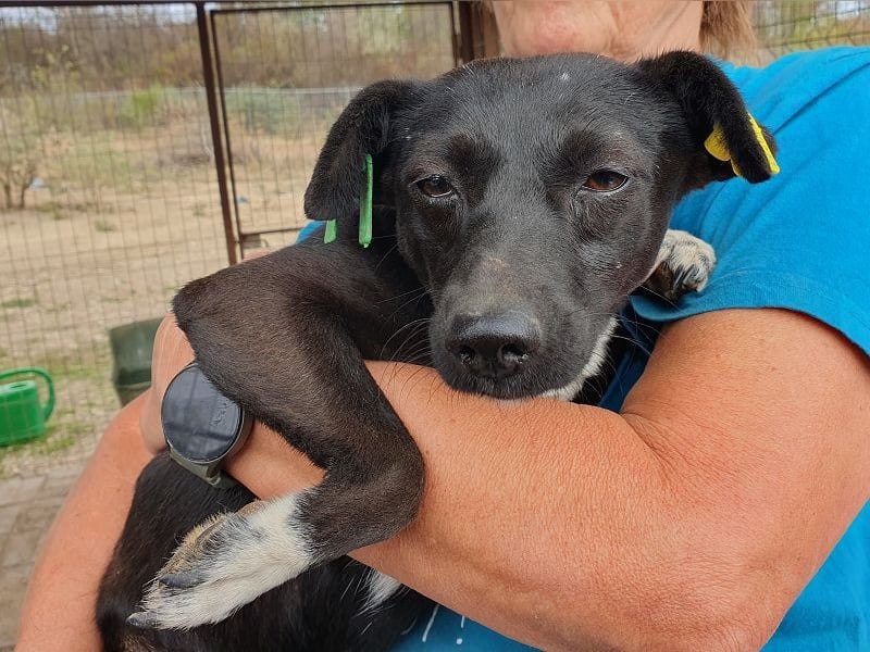 ♥SENNA♥ zuckersüße, liebe, noch unsichere kleine Hündin, die im Tierheim sehr gestresst ist 36 cm