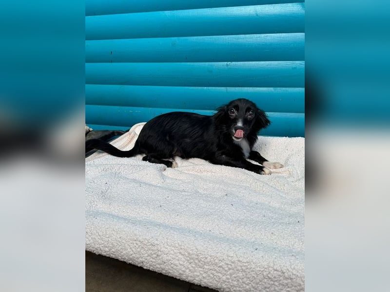 ♥TABU♥ auf Pflegestelle bei Köln - süßer, fröhlicher, verspielter Herzensbrecher 29 cm