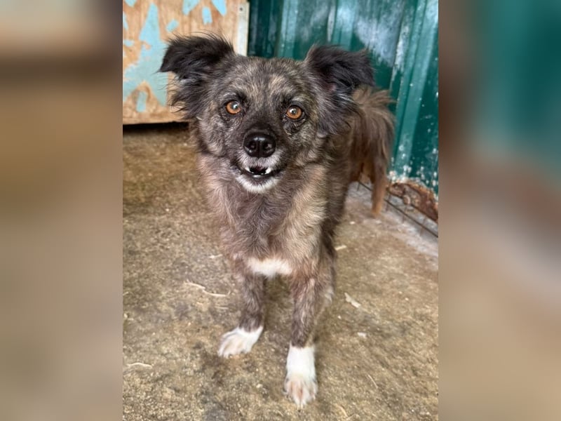 ♥SMOKEY♥ ab 31. Jul auf Pflegestelle bei Köln -süßer, zarter, menschenbezogener kleiner Rüde 35-40cm