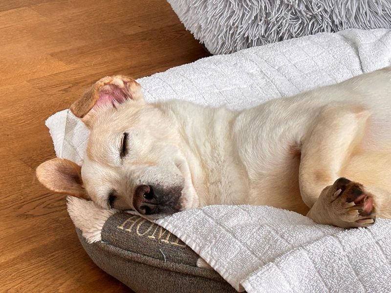 ♥MAMBO♥ auf Pflegestelle in Köln - verschmuster, anhänglicher, unkomplizierter Rüde 33 cm