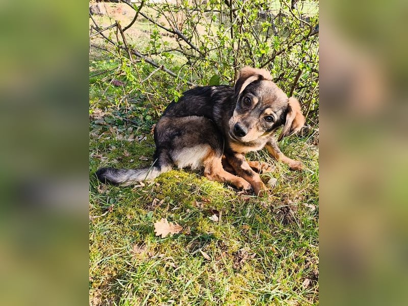 ♥HEIDI♥ auf Pflegestelle bei Köln - süße, verspielte Herzenshündin 32cm (wachsend)