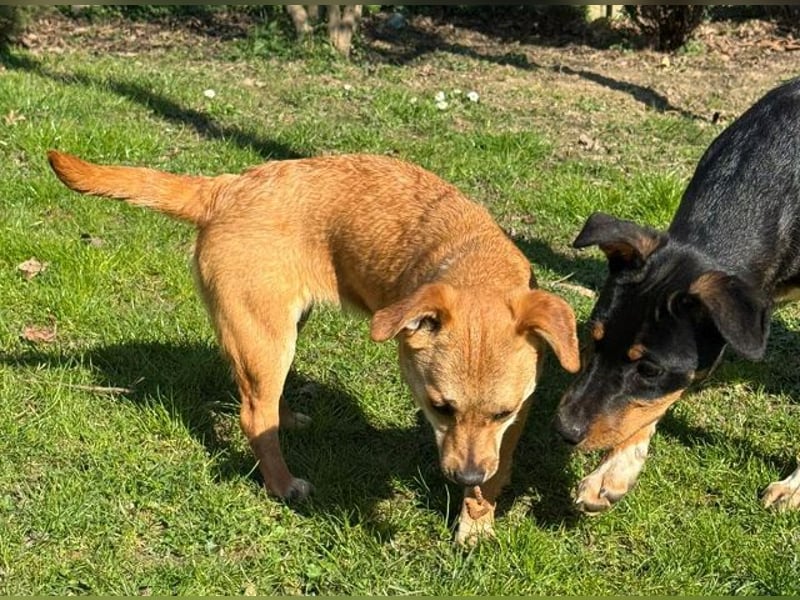 ♥KARA♥ auf Pflegestelle bei Köln - zuckersüße, fröhliche, verspielte Juniorin 30cm - bleibt kleiner