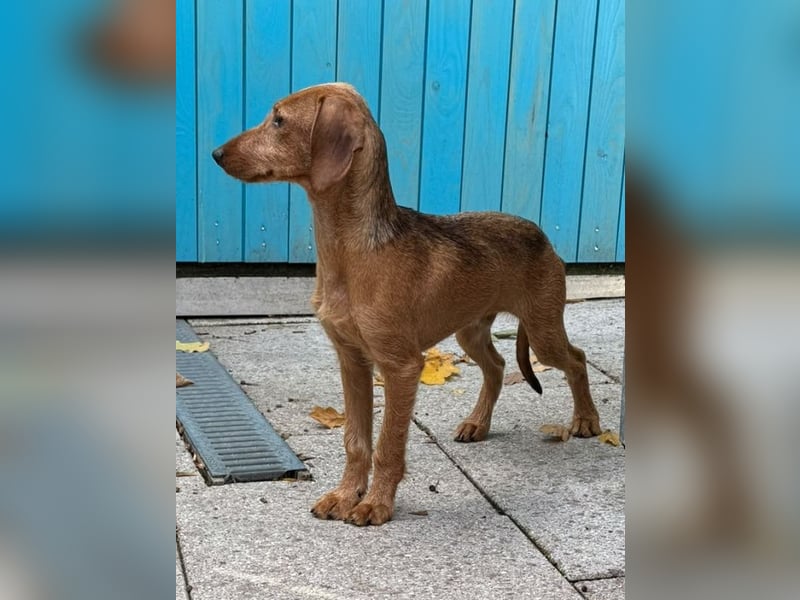 ♥COSMO♥ neu auf Pflegestelle bei Köln - süßer, verspielter kleiner Welpenbub 33 cm (wachsend)