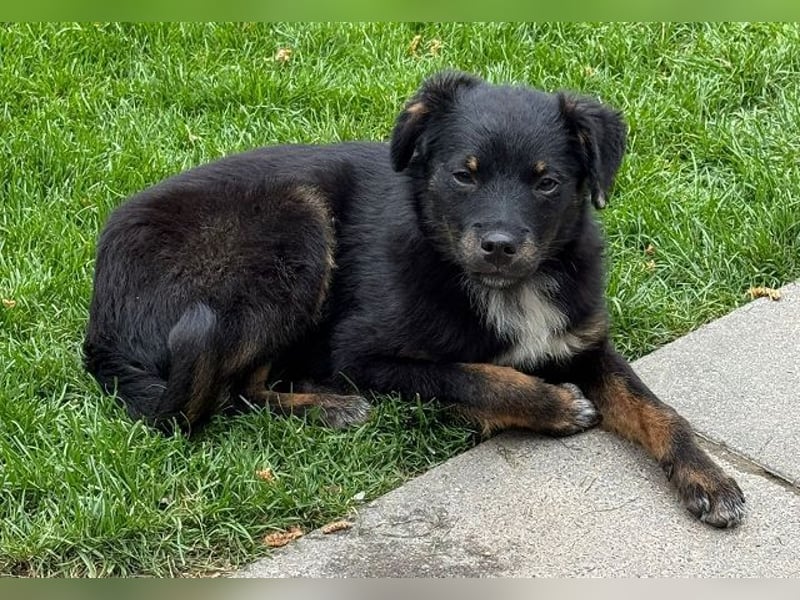 ♥BAMBU♥ auf Pflegestelle bei Köln - entzückendes, aufgewecktes Hundemädchen 37cm (wird mittelgroß)