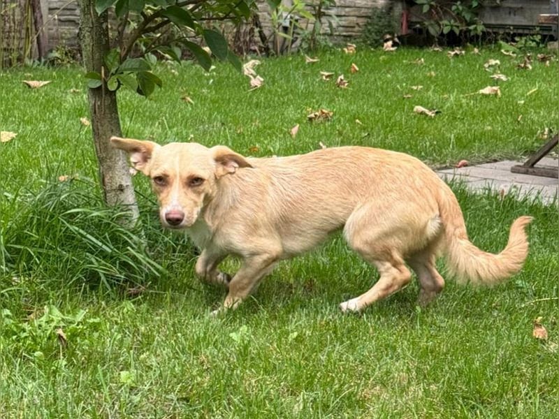 ♥ESTRELLA♥ neu auf Pflegestelle bei Köln - süße, verschmuste, aufgeschlossene Hündin 36cm