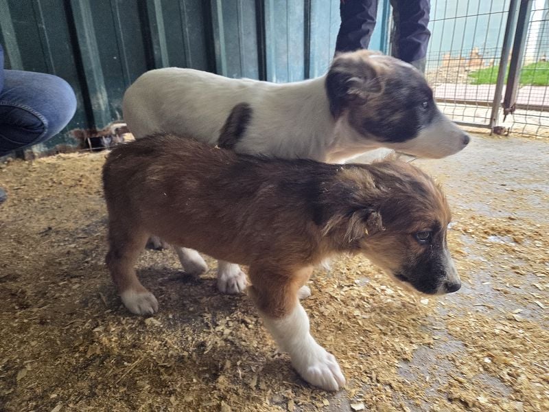 ♥JANI♥ niedlicher, verspielter kleiner Welpenbub mit der besonderen Fellfärbung 30 cm (wachsend)