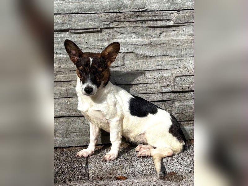 ♥TIARA♥ auf Pflegestelle bei Köln-liebes, noch schüchternes, süßes Mädchen 31cm (wachsend)