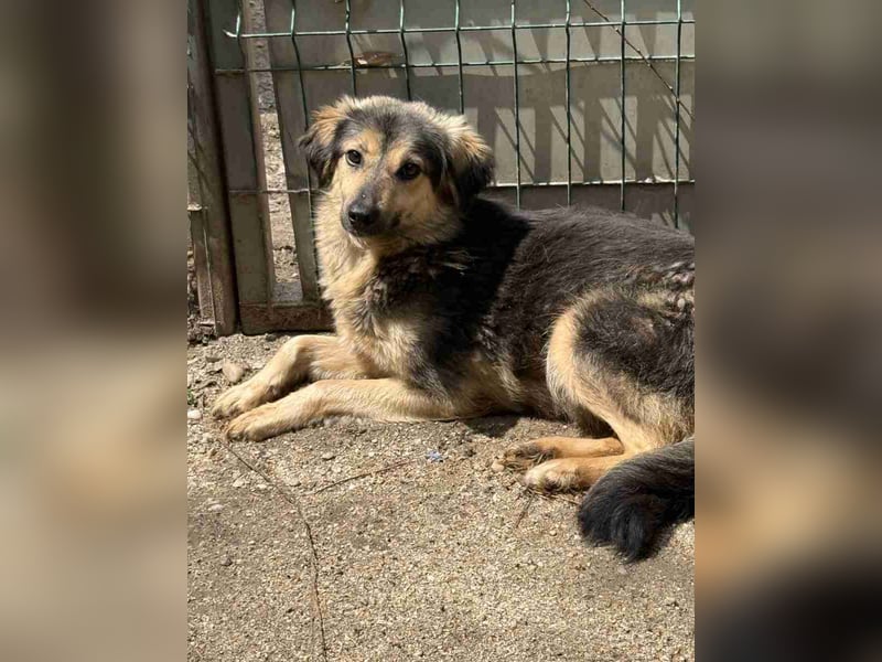 ⭐️OLISA⭐️, sanfte Hündin, 1,5 Jahre, 40 cm, Mischling, Tierschutz Rumänien