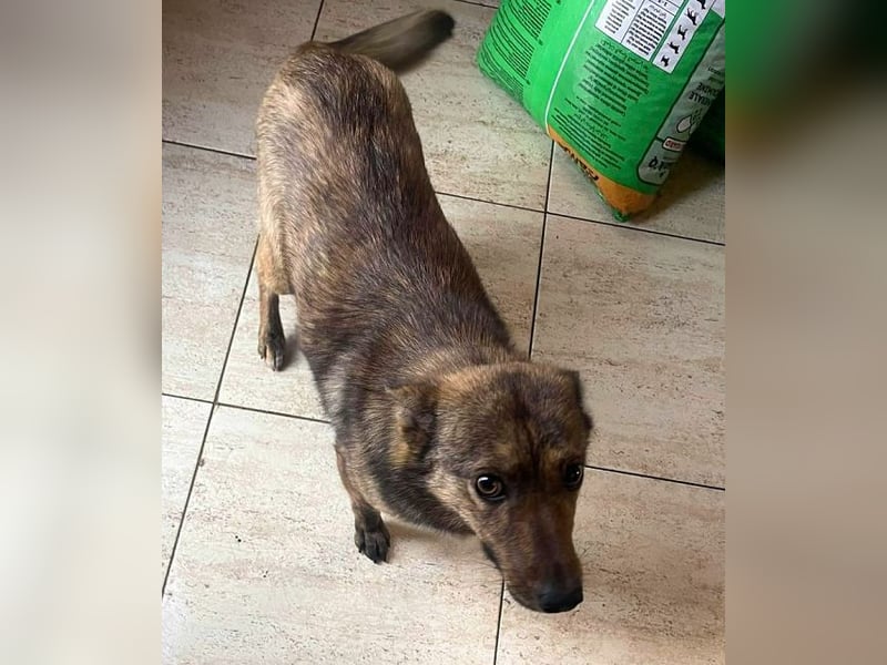 ♥ALFI♥ ganz niedliche, sehr zutrauliche gestromte kleine Junghündin 35 cm