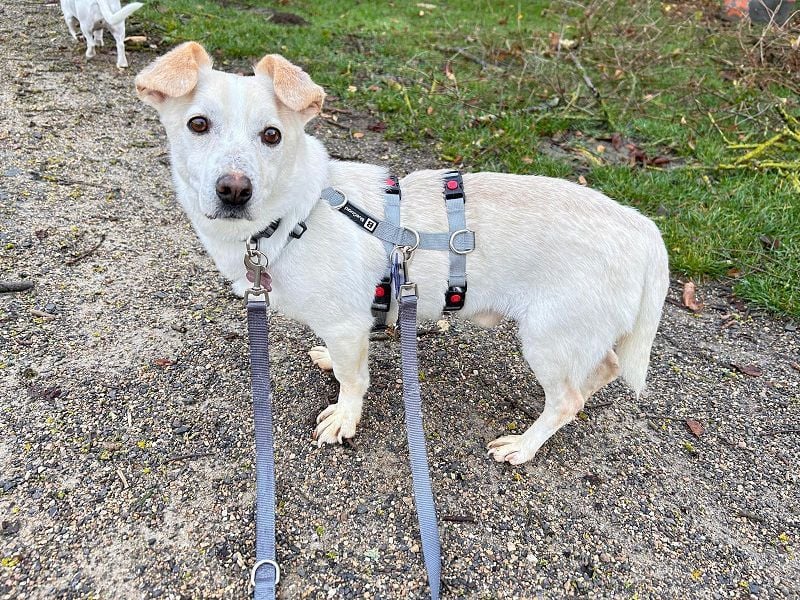 ♥MAMBO♥ auf Pflegestelle in Köln - verschmuster, anhänglicher kleiner Rüde 33 cm
