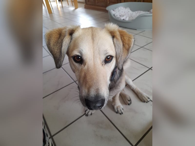 ♥MABLE♥ verliert ihr Zuhause bei Münster - hübsche, ganz liebe, anhängliche Hündin 40 cm