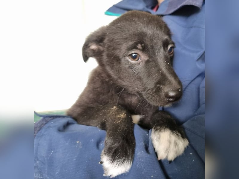 ♥FIETE♥ zuckersüßer, verspielter Welpenbub 26 cm (wachsend)