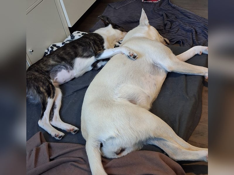 NANE, Pflegestelle Mönchengladbach, 1 Jahr, 40 cm, Tierschutz Rumänien