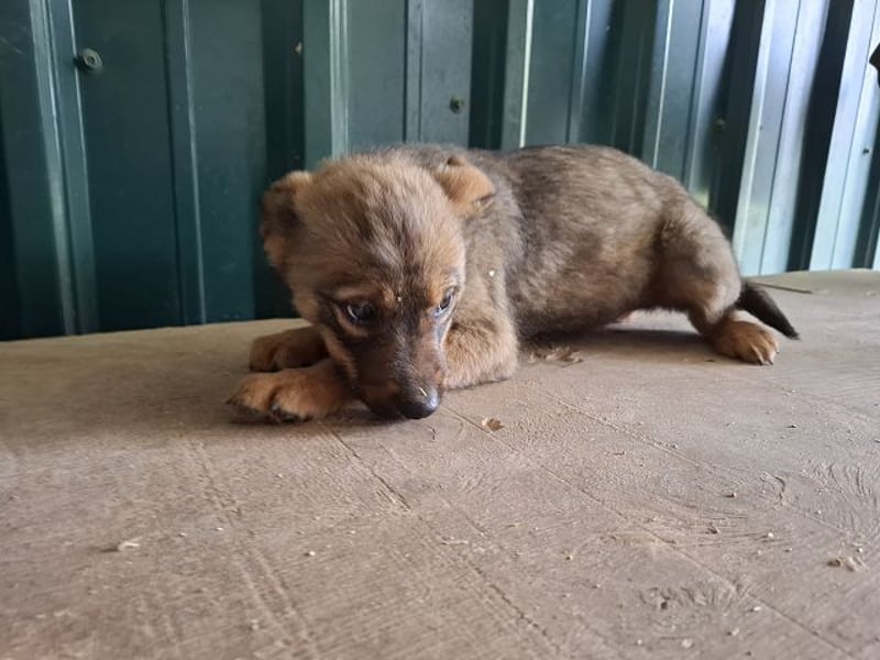 ♥TAPSI♥ zuckersüßes, verspieltes, noch etwas unsicheres Welpenmädchen 32 cm (wachsend)