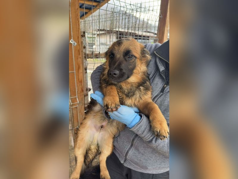 ♥FJELLE♥ ab 14. Feb auf Pflegest bei Duisburg- wunderschöner, süßer Junior 25-30 cm (bleibt kleiner)