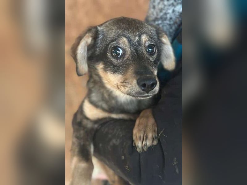 ♥HEIDI♥ neu auf Pflegestelle bei Köln - süße Welpin, die im Moment aufgepäppelt wird 32cm (wachsend)