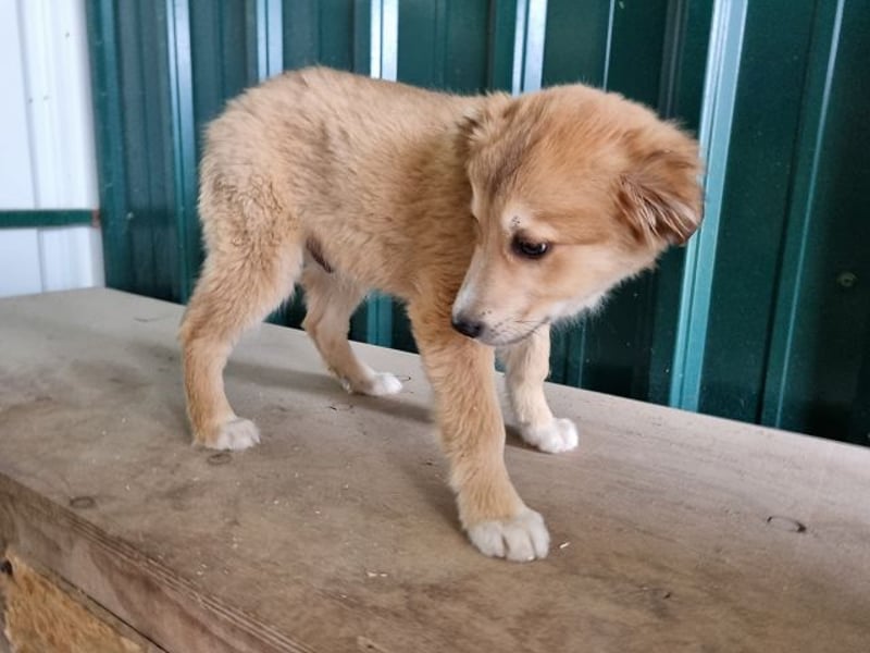 ♥LANDO♥ süßer, verspielter Kuschelbär 37 cm (wird 50-60 cm groß)