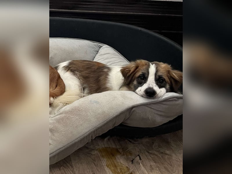 ⭐TOC⭐, süßer Kerl, Rüde, 2 Jahre, 35 cm, Mischling, Tierschutz Rumänien