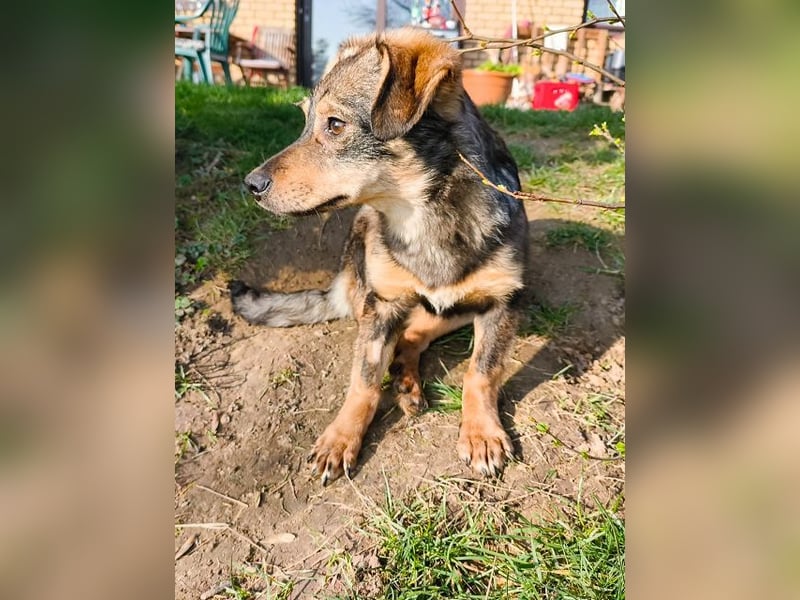 ♥HEIDI♥ auf Pflegestelle bei Köln - süße, verspielte Herzenshündin 32cm (wachsend)