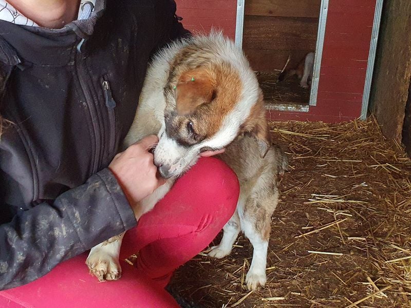 ♥LINCOLN♥ süßer, ganz lieber kleiner Jungrüde, der schon viel in seinem Leben erleiden musste 37 cm