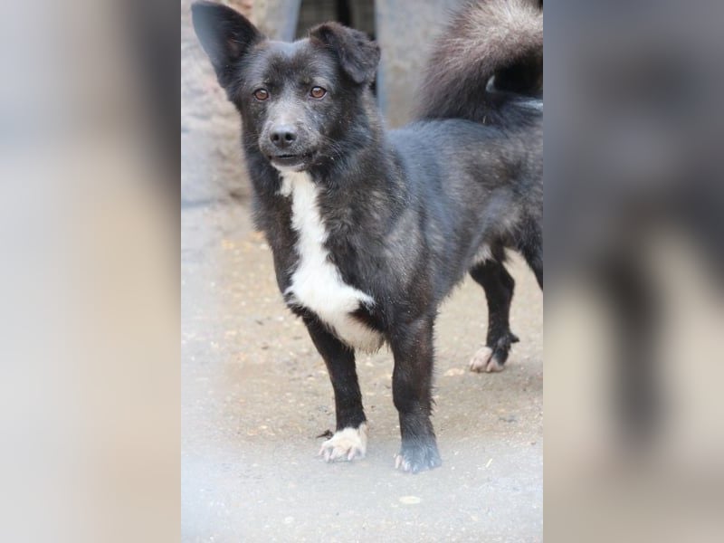 ⭐️ENNIO⭐️, sanfter Rüde, über 2,5  Jahre, 30 cm, Mischling, Tierschutz Rumänien