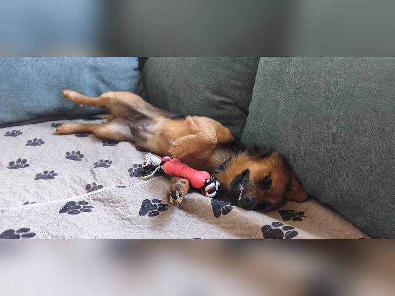 ♥PINKY♥ auf Pflegestelle bei Aachen - zuckersüßes, verspieltes Hundemädchen 38cm