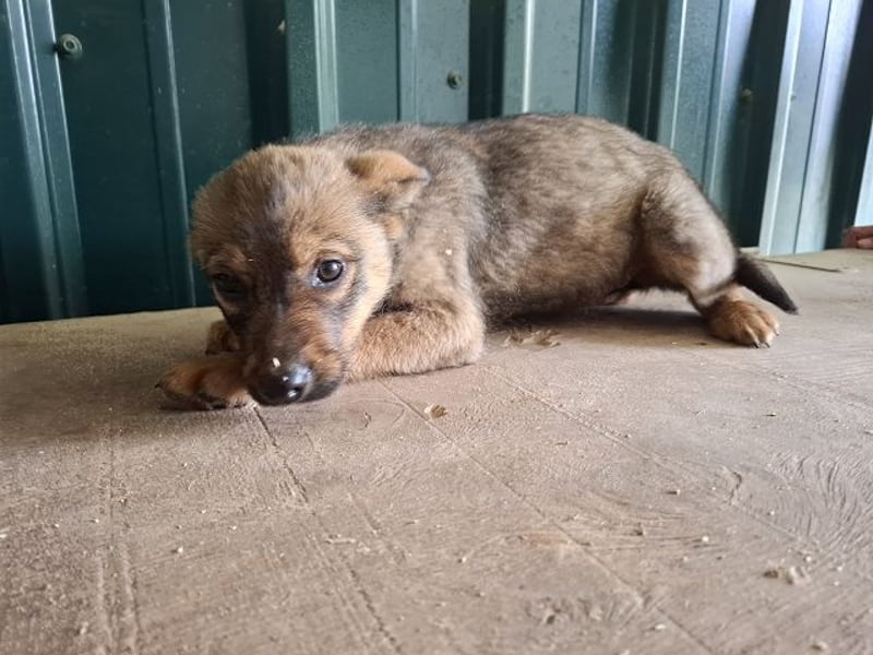 ♥TAPSI♥ zuckersüßes, verspieltes, noch etwas unsicheres Welpenmädchen 32 cm (wachsend)