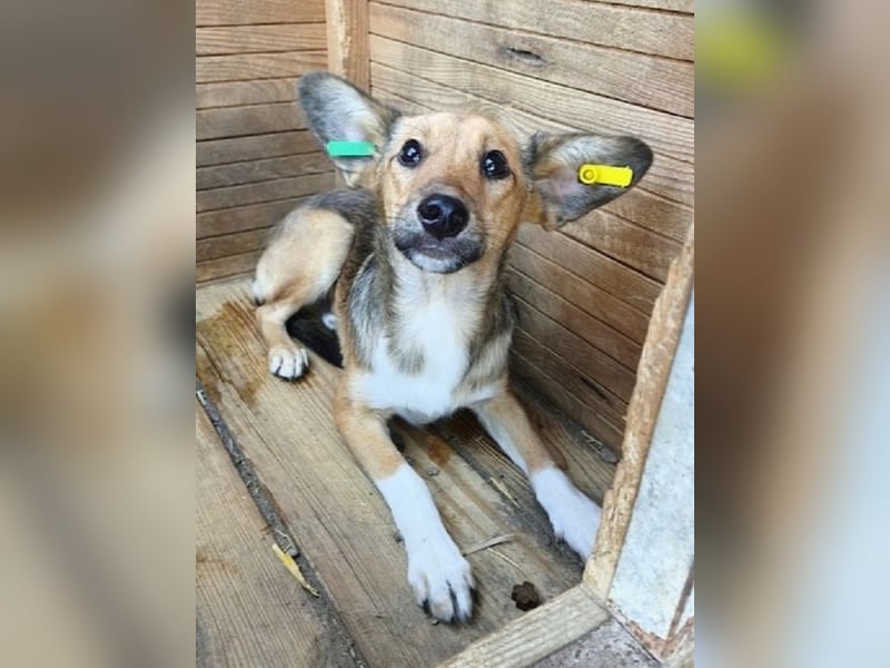 ♥DUMBO♥ ab 19. Sep auf Pflegestelle bei Köln - süßer, lieber, anfangs noch vorsichtiger Rüde 40cm