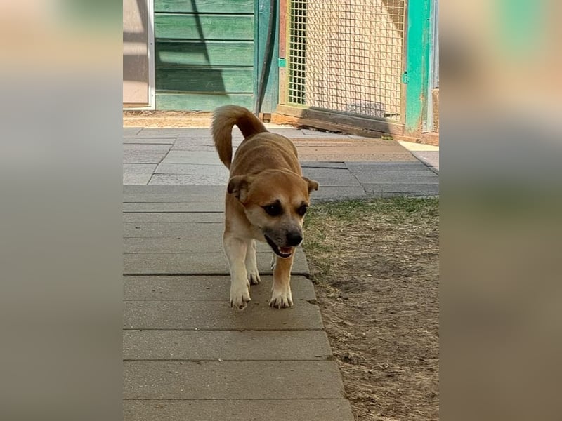 ♥OSKAR♥ neu auf Pflegestelle bei Köln-verschmuster, menschenbezogener,kinderlieber kleiner Rüde 32cm