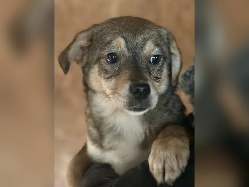 ♥HEDWIG♥ ab 28. Feb auf Pflegestelle bei Duisburg - süßes, verspieltes Welpenmädchen 30cm (wachsend)