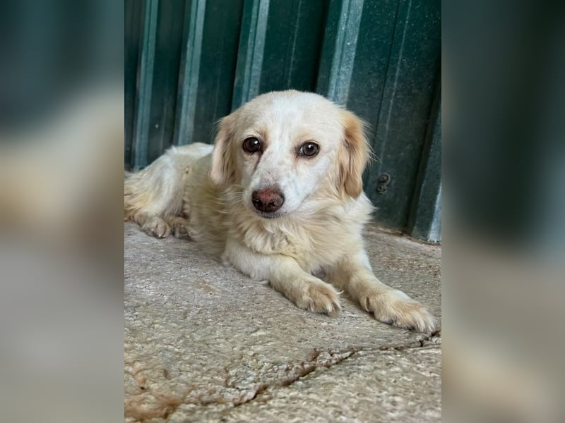 ♥MILLY♥ ab 29.Aug auf Pflegestelle bei Köln-wunderschöne, verschmuste,etwas unterwürfige Hündin 29cm