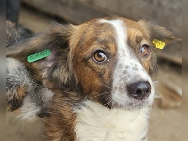 ♥TODDY♥ neu auf Pflegestelle bei Köln- verschmustes, ganz zutrauliches, goldiges Kerlchen 32 cm