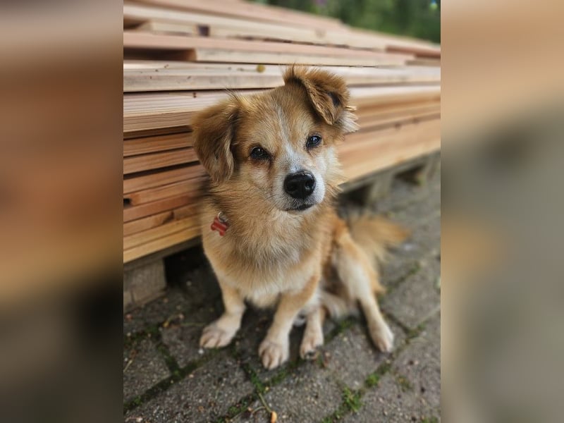 ♥PAULI♥ neu auf Pflegestelle in Bochum - süßer, unkomplizierter Schmusehund mit längerem Fell 30 cm