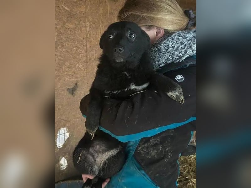 ♥AMIRA♥ ganz niedliche, verspielte Welpin 35 cm (wird mittelgroß)