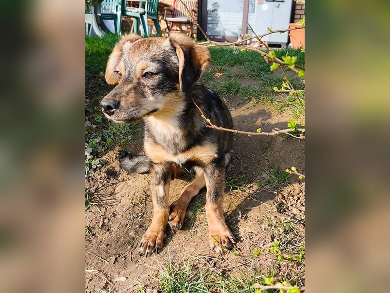 ♥HEIDI♥ auf Pflegestelle bei Köln - süße, verspielte Herzenshündin 32cm (wachsend)