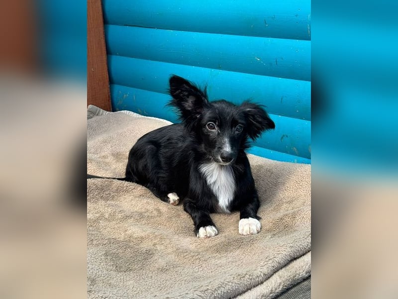 ♥TABU♥ auf Pflegestelle bei Köln - süßer, fröhlicher, verspielter Herzensbrecher 29 cm