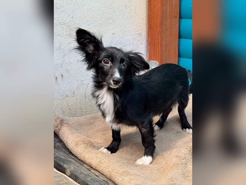 ♥TABU♥ auf Pflegestelle bei Köln - süßer, fröhlicher, verspielter Herzensbrecher 29 cm