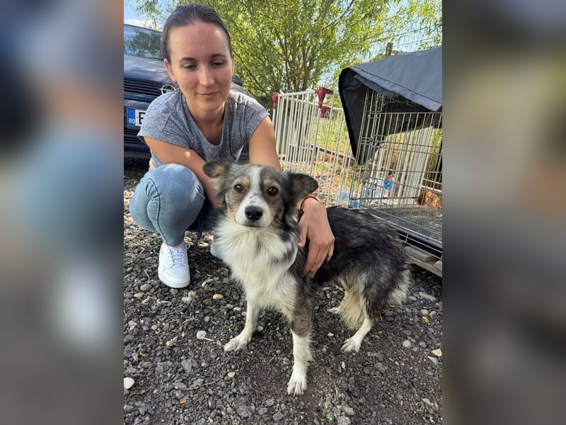 ♥FRANZI♥ ab Ende Aug auf Pflegestelle bei Köln - wunderschöne, ganz liebe Hündin 37 cm