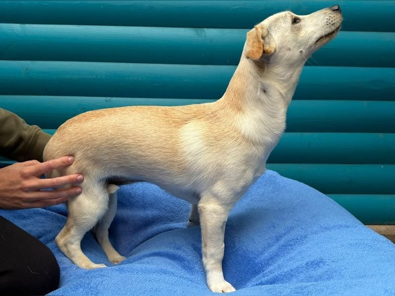 ♥LUNA♥ auf Pflegestelle bei Köln - niedliche, noch unsichere kleine Junghündin 35cm
