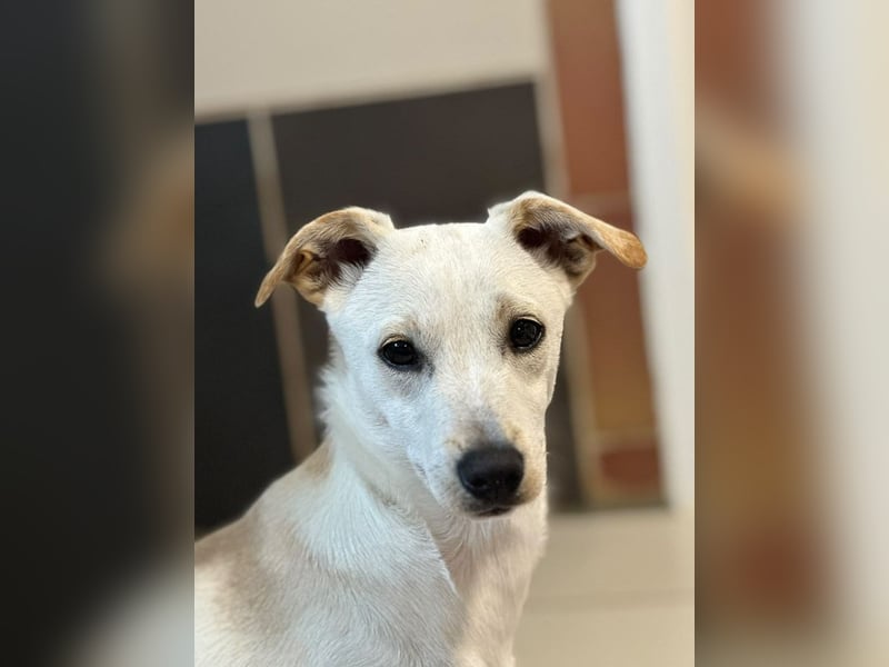 ♥LUNA♥ auf Pflegestelle bei Köln - niedliche, noch unsichere kleine Junghündin 35cm