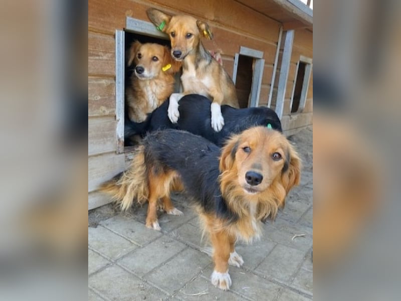 ♥DEBBY♥ ab 19. Sep auf Pflegestelle bei Köln - wunderschöne, ganz feine, liebevolle Seele 40cm