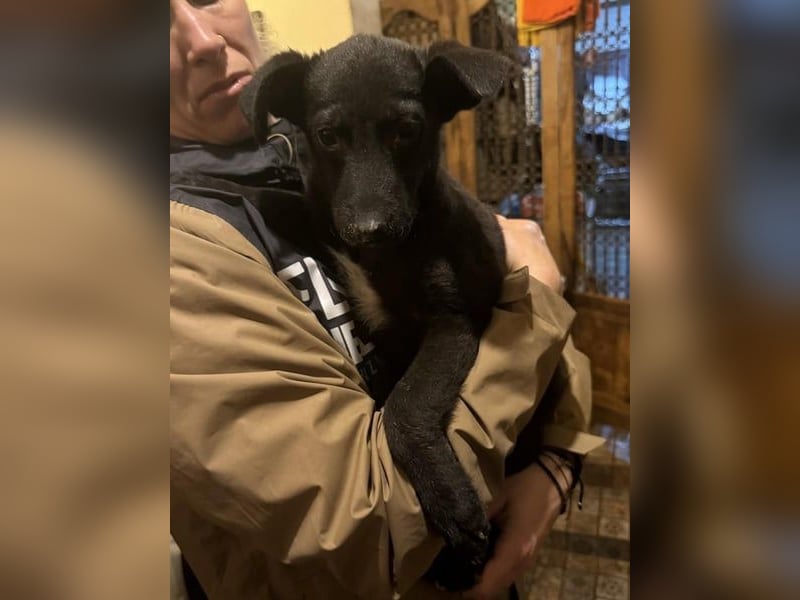 ⭐URBAN⭐, neugieriger Hundemann, 9 Monate, 33 cm, Mischling, Tierschutz Rumänien