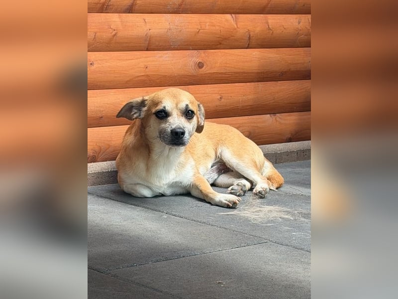 ♥OSKAR♥ neu auf Pflegestelle bei Köln-verschmuster, menschenbezogener,kinderlieber kleiner Rüde 32cm