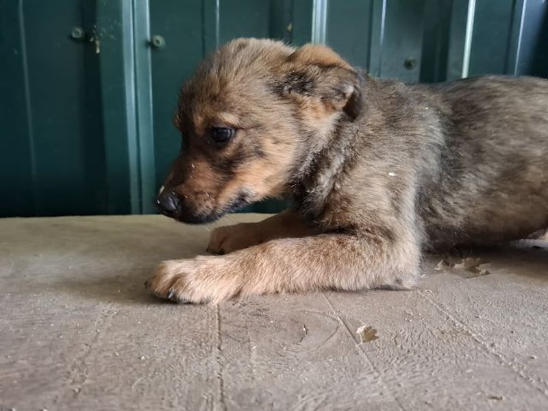 ♥TAPSI♥ zuckersüßes, verspieltes, noch etwas unsicheres Welpenmädchen 32 cm (wachsend)