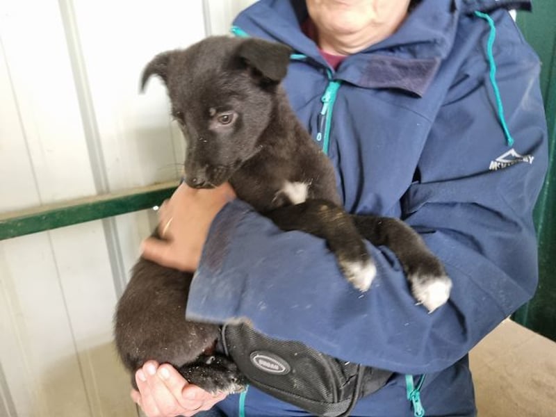 ♥FIETE♥ zuckersüßer, verspielter Welpenbub 26 cm (wachsend)