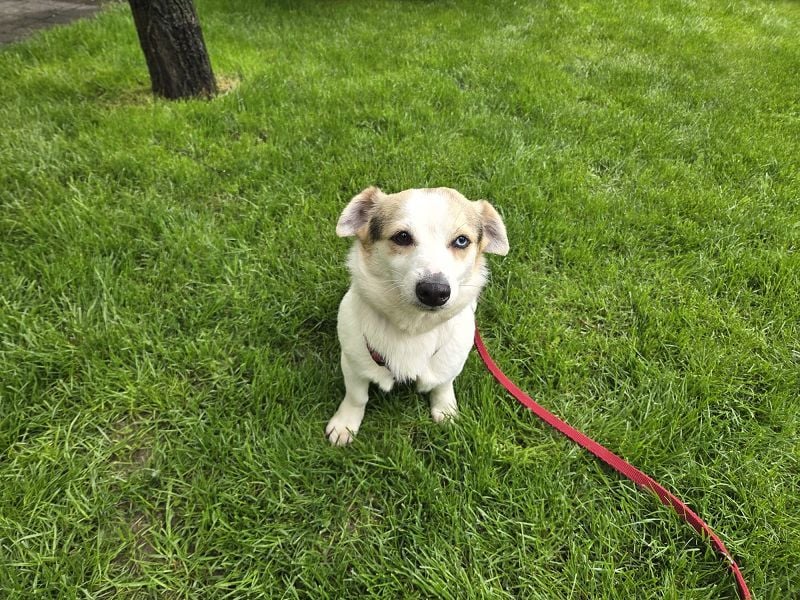 ♥TARA♥ neu auf Pflegest bei Köln-zarte,anfangs noch vorsichtige Hündin, die immer mehr aufblüht 30cm