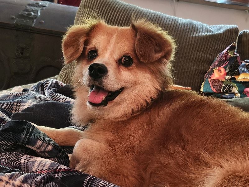 ♥PAULI♥ neu auf Pflegestelle in Bochum - süßer, unkomplizierter Schmusehund mit längerem Fell 30 cm